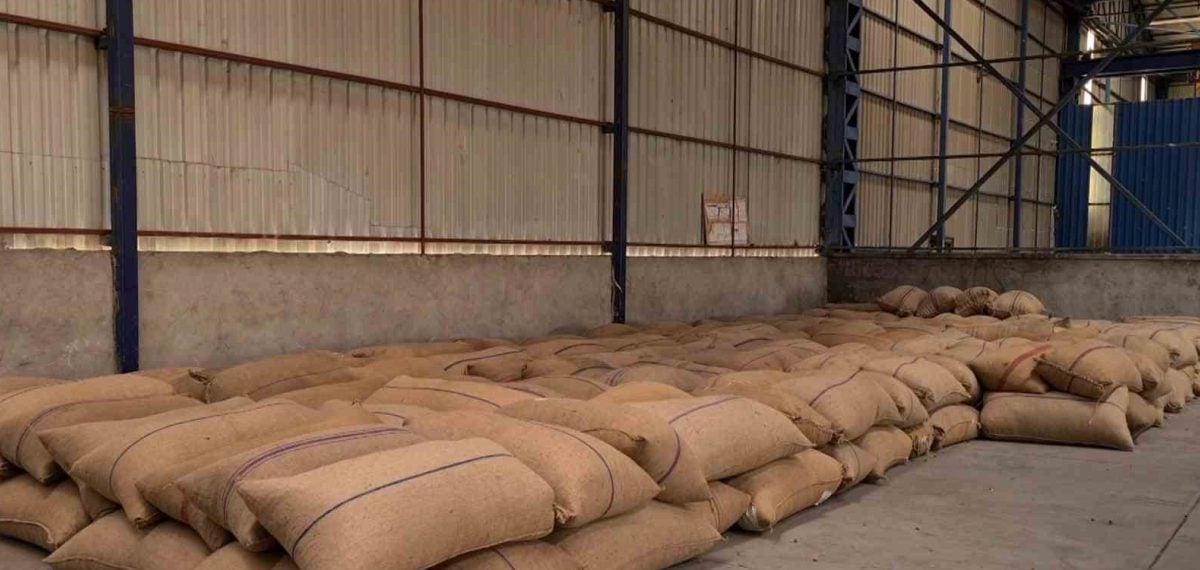 Fındıkta belirsizlik sürüyor – Üretici 300 TL altına razı değil