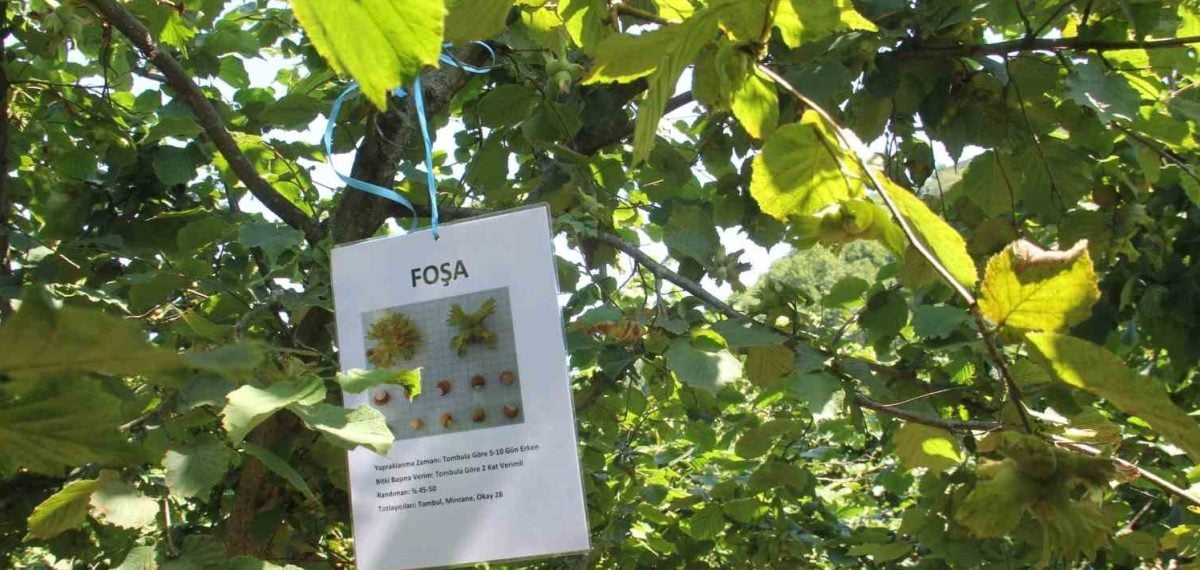 Foşa çeşidi üç rakım grubunda en yüksek verimi verdi, öneriler paylaşıldı