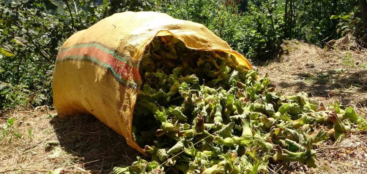 Giresun Valiliği fındık işçisi günlük yevmiyelerini ve patoz ücretlerini açıkladı