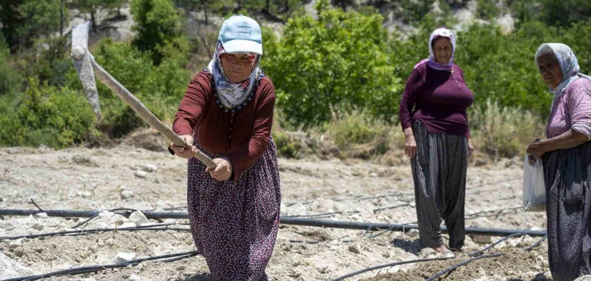 Gülnar’da ‘Leklek’ fasulyesi geri döndü: 30 üreticiye 300 kg tohum desteği
