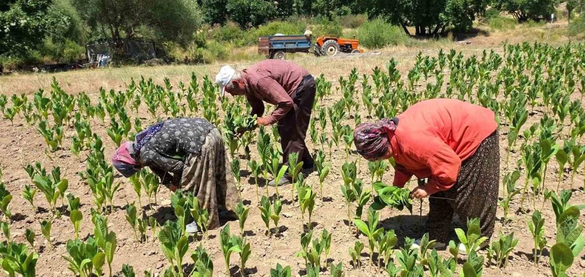 Hasanlar köyünde tütün üretimi azaldı, üreticiler maliyet ve düşük fiyatla mücadele ediyor