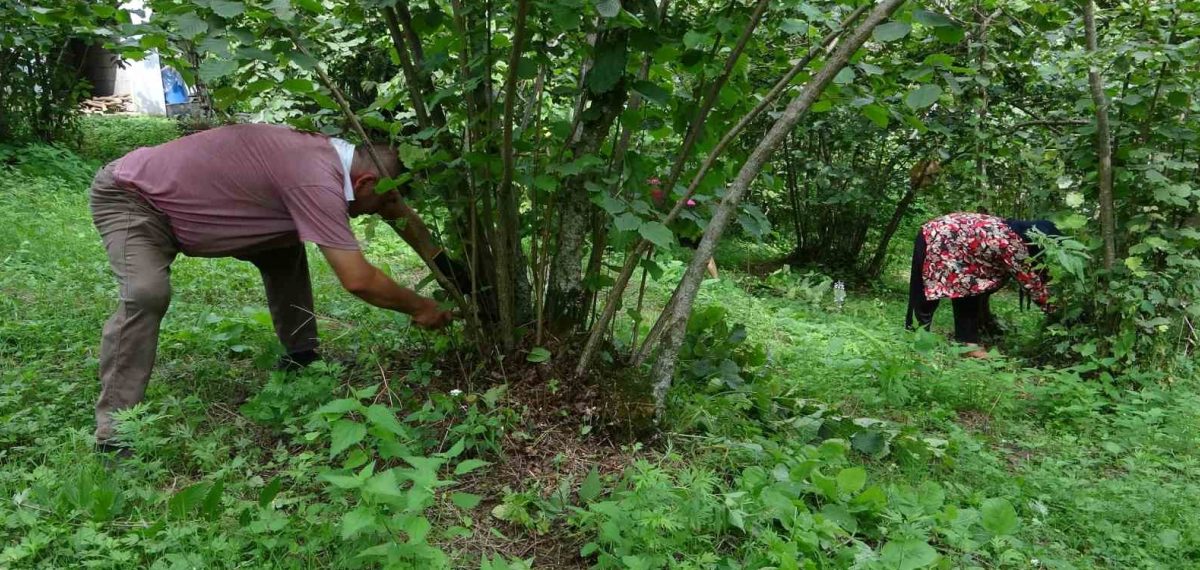 Hasat öncesi Giresun’da fındık maliyetleri yükseldi, rekolte beklentisi düştü