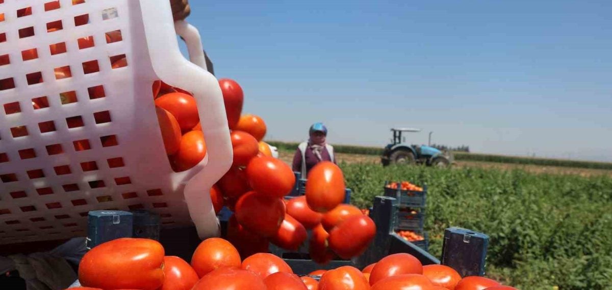 Hatay’da kavurucu sıcakta domates hasadı başladı, işçiler günde 1.100 TL yevmiye alıyor