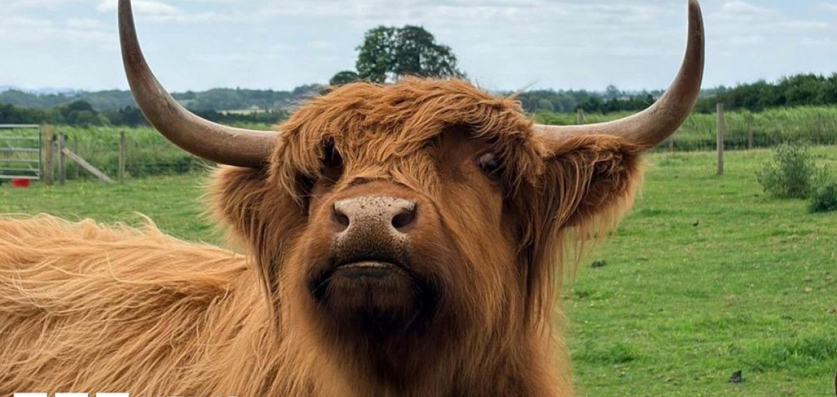 Highland cows boost visitor numbers at Frankly Farm Tours