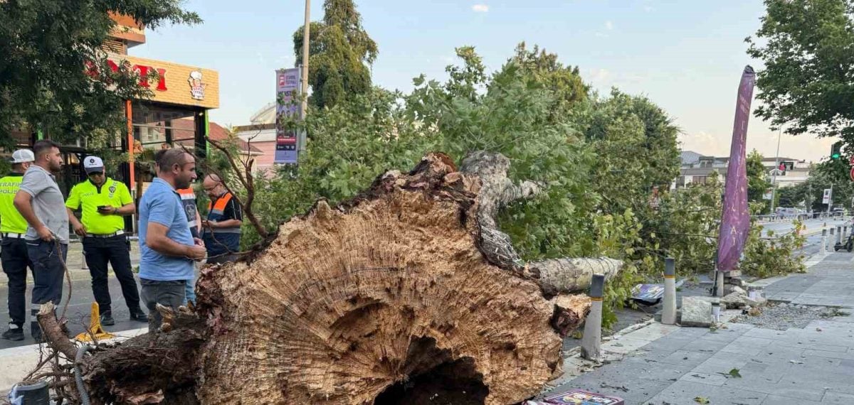 İstanbul’da fırtına ağaç ve iş yerlerinde maddi hasara yol açtı