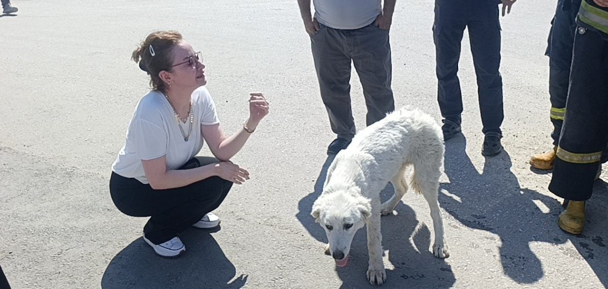 Kamışlar arasından kurtarılan köpek, bakım için sahibine teslim edildi
