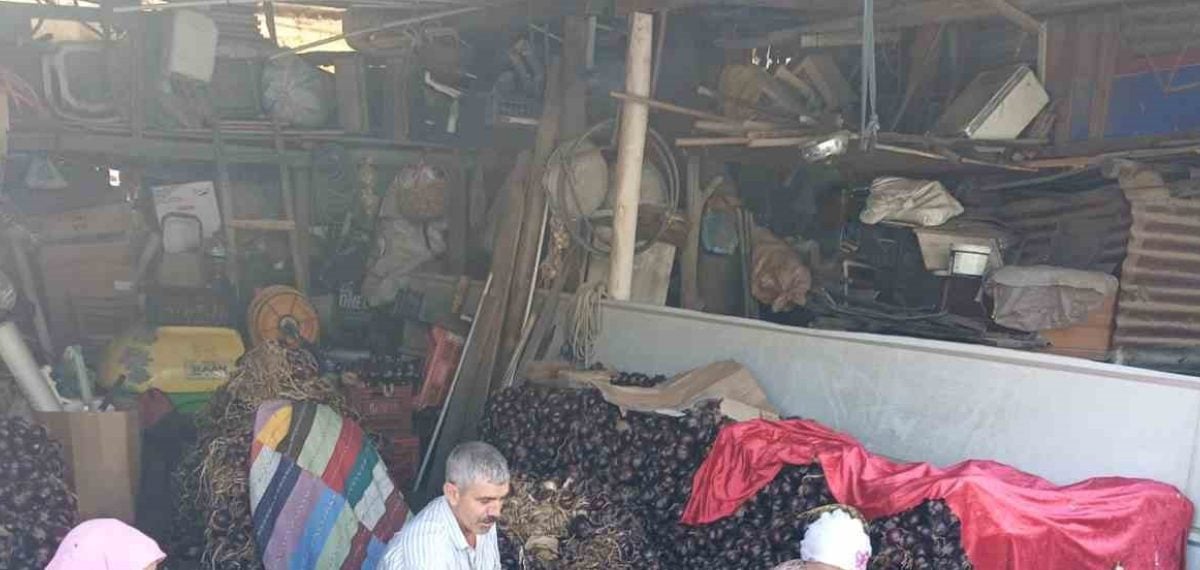 Kapıdağ mor soğanında hasat tamamlandı, üretim 700 tona düştü