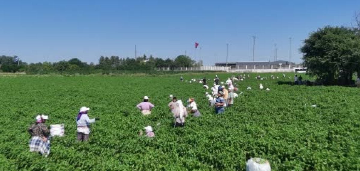 Karaağaç acı biberi hasadı başladı 250 tonluk rekolte bekleniyor