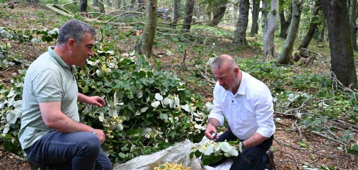 Karacabey’de ıhlamur hasadı başladı; Başkan Karabatı üreticilerle sahada