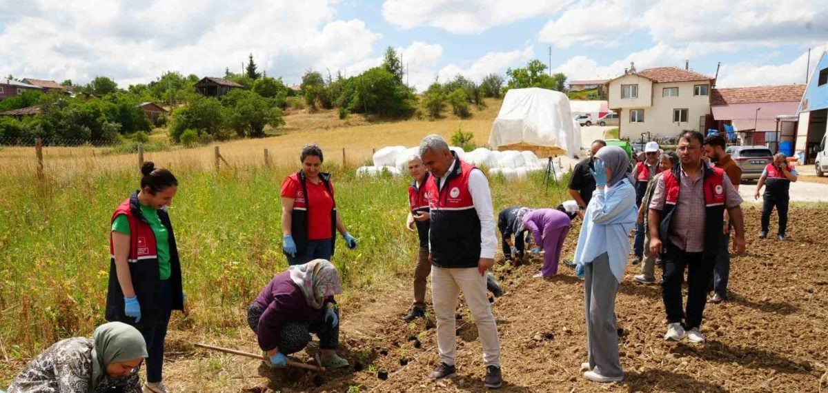 Kastamonu Üniversitesi serasında üretilen 504 bin aromatik fide çiftçilere ücretsiz dağıtıldı