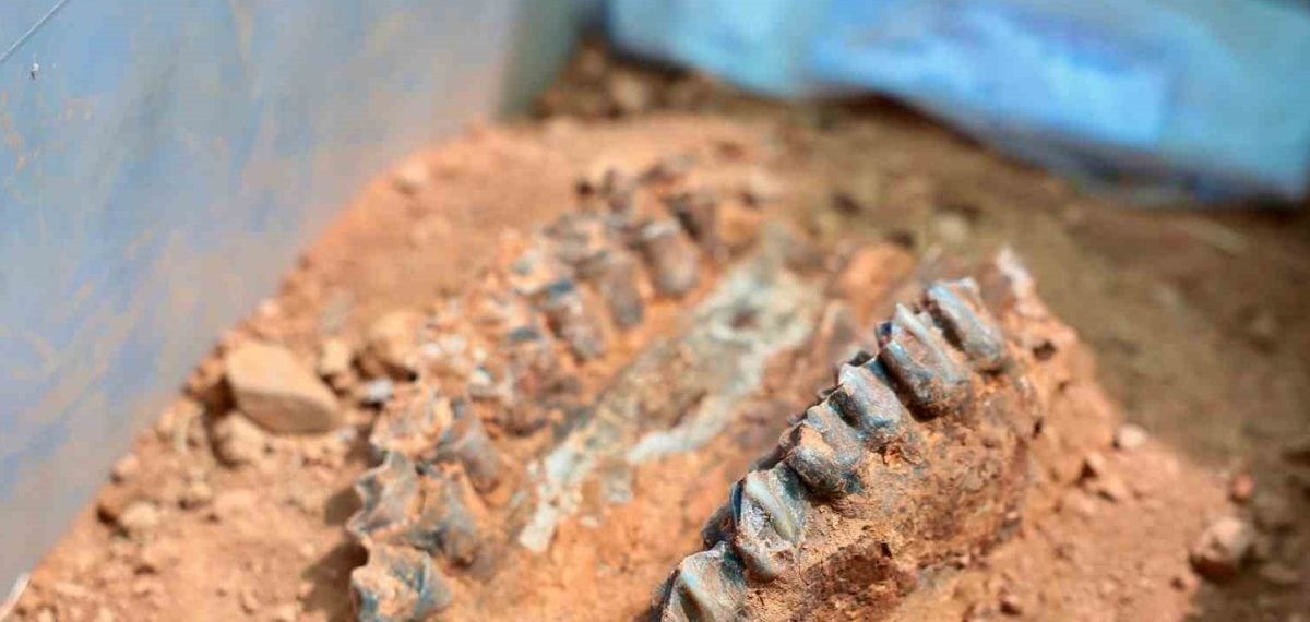Kayaca Omurgalı Fosil Lokalitesi’nde kazılara 2025–2026’da da destek verilecek