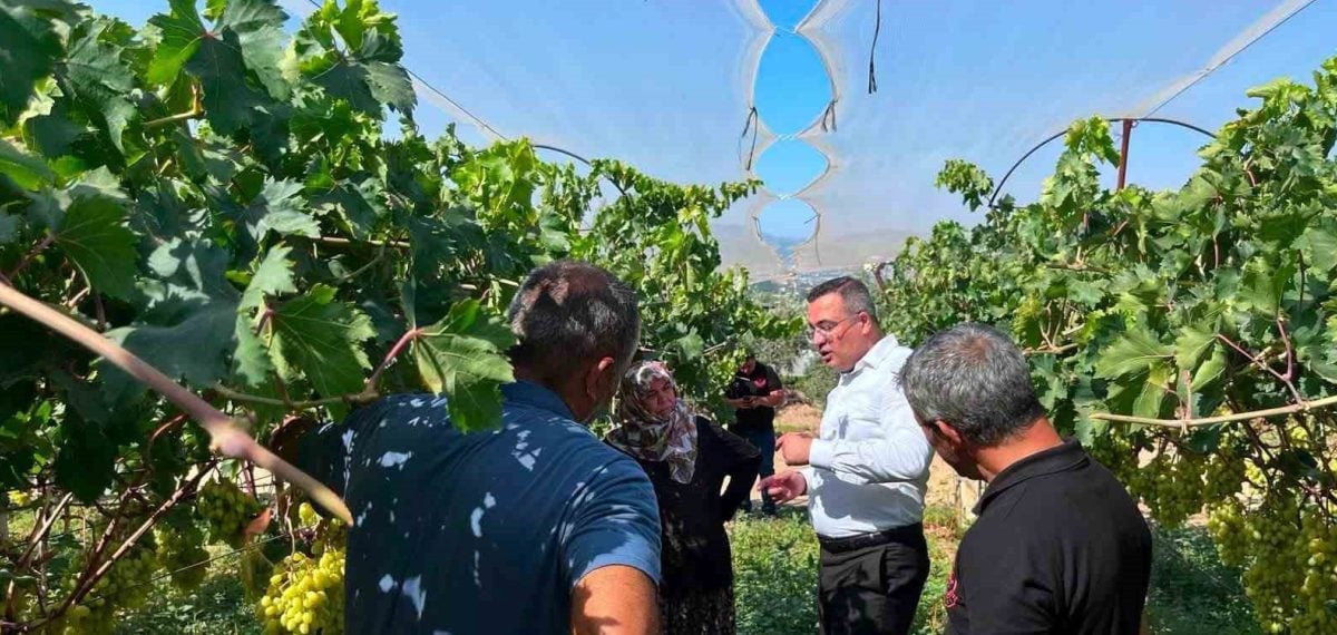 Kaymakam Dalak Tırazlar’da erkenci üzüm bağlarını ziyaret etti, üreticilere teşekkür etti
