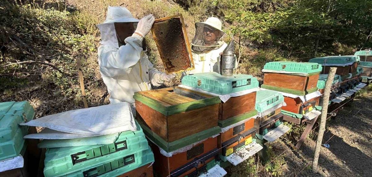 Kazdağı siyah balı ABD yarışmasında koyu ballar kategorisinde 5 yıl üst üste birinci oldu