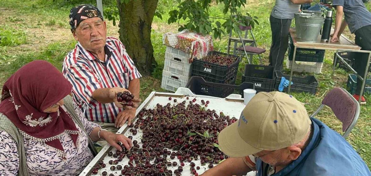 Kiraz rekoltesi rekor kırdı, kalite ve fiyatlar düştü