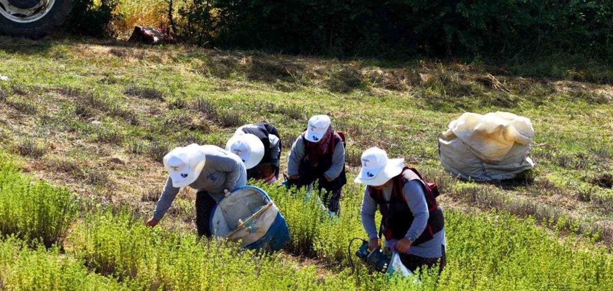 Kocaeli’de TABİP kapsamında kekik hasadı başladı, Sekapark alım garantisi veriyor