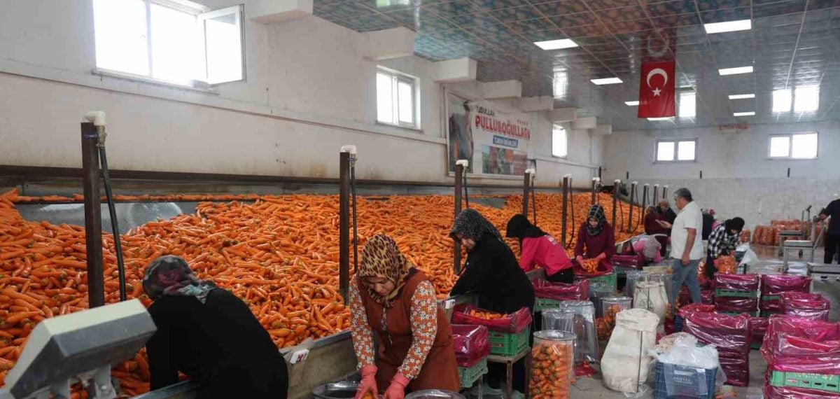 Konya’da hasat başladı, yerli havuç iç ve dış pazara sevk ediliyor