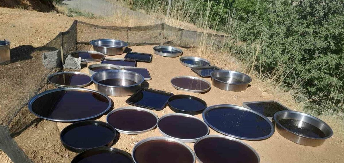 Malatya’da geleneksel yöntemle doğal dut pekmezi üretiyorlar, kilogramı 500 TL