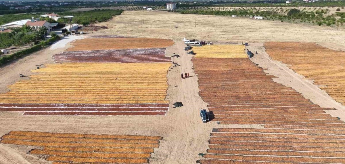 Malatya’da kayısı hasadı hız kesmiyor, işçiler günlük bin 300 TL kazanıyor