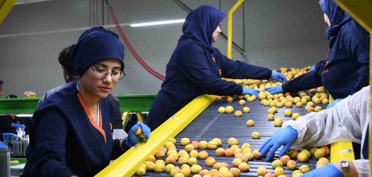 Malatya’da yaş kayısı ihracatı başladı, sezonun açılışını Malatya Ticaret Borsası duyurdu