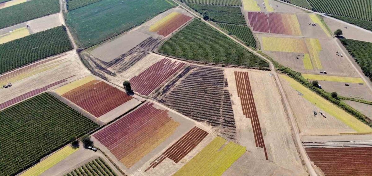 Manisa kuru üzüm rekoltesi artıyor — üreticiler TMO’nun düzenleyici fiyatını bekliyor