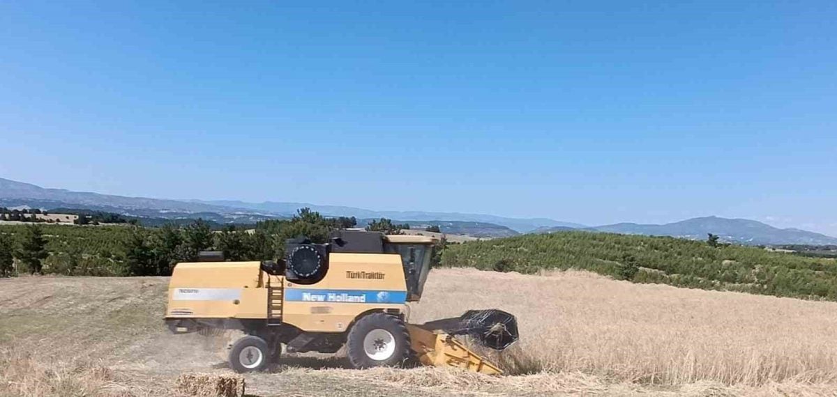 Manisa Selendi’de arpa ve buğday hasadı başladı, Ziraat Odası uyarıda bulundu