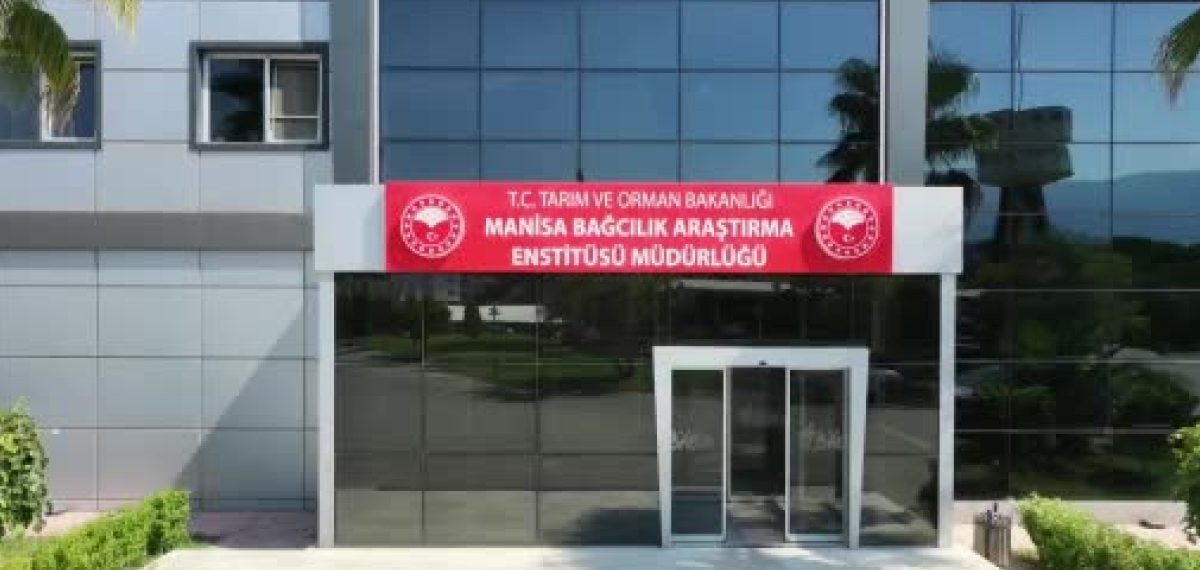 Manisa’da 2026 yaş üzüm hasadı Spil Karası ile başladı, rekolte umut veriyor
