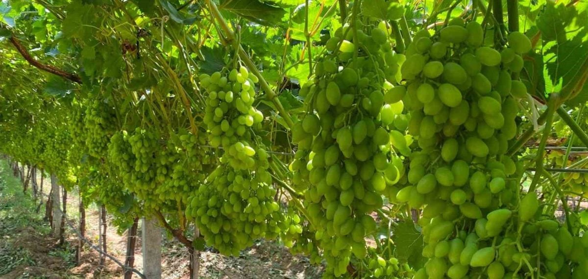 Manisa’da 40°C sıcaklık: Tarım Bakanlığı yetkilisi Dr. Güneş Kacar’dan bağlarda sıcaklık stresi uyarısı