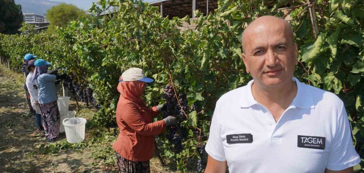 Manisa’da erkenci sofralık üzüm ihracatı başladı, rekolte beklentisi yükseldi
