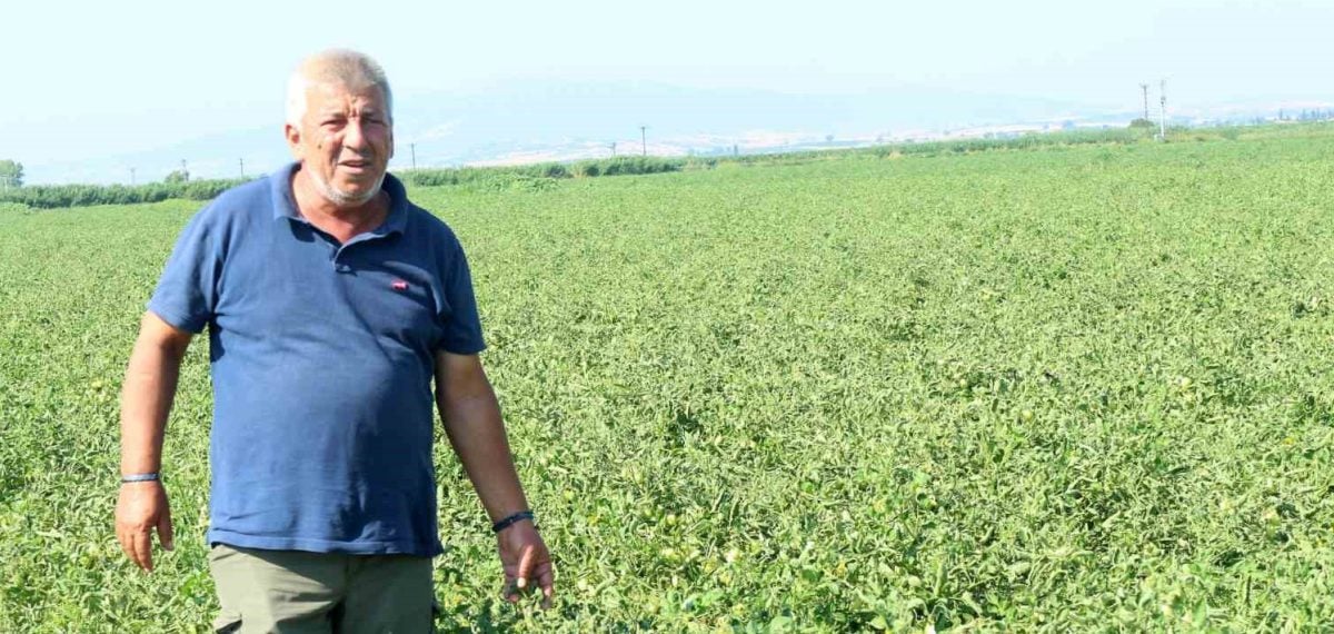 Manyas Gölü’nden gelen çeltik ilaçlı su çiftçiye zarar veriyor, sözleşme fiyatları yetersiz kaldı