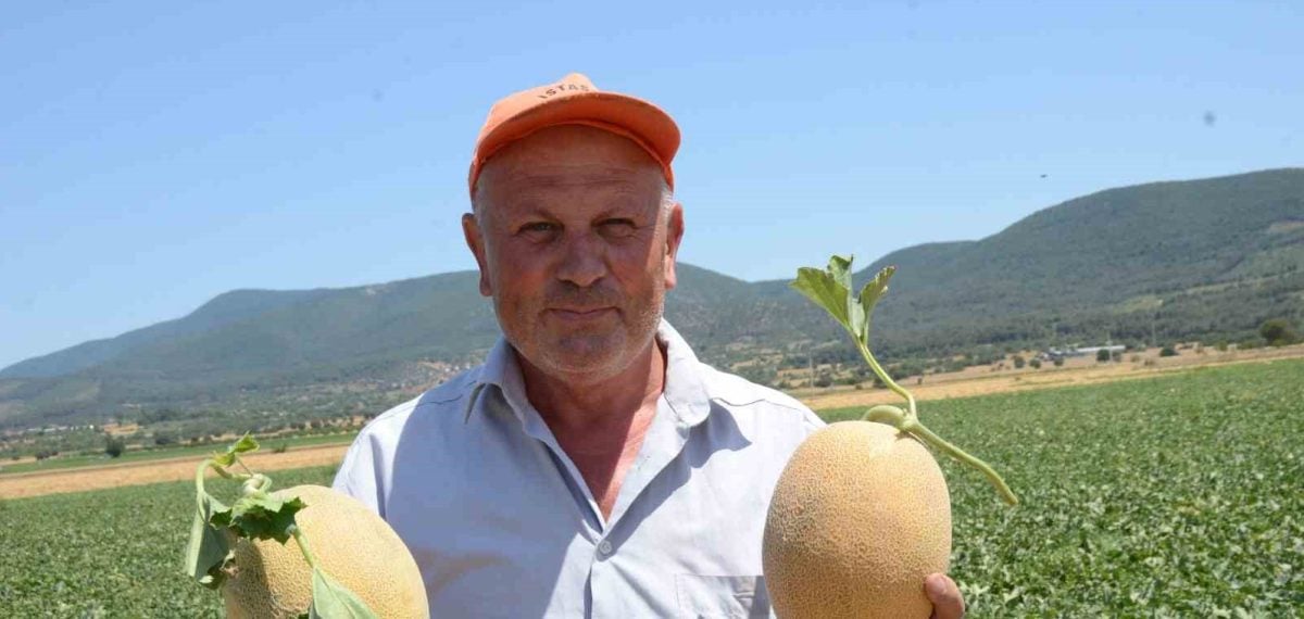 Medetli kavununda hasat başladı 21 bin ton rekolteye doğru