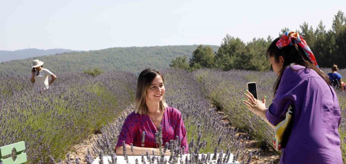 Muğla’da Koku Vadisi: Lavanta ve aromatik bitki üretimi kadın kooperatifleriyle değer kazanıyor
