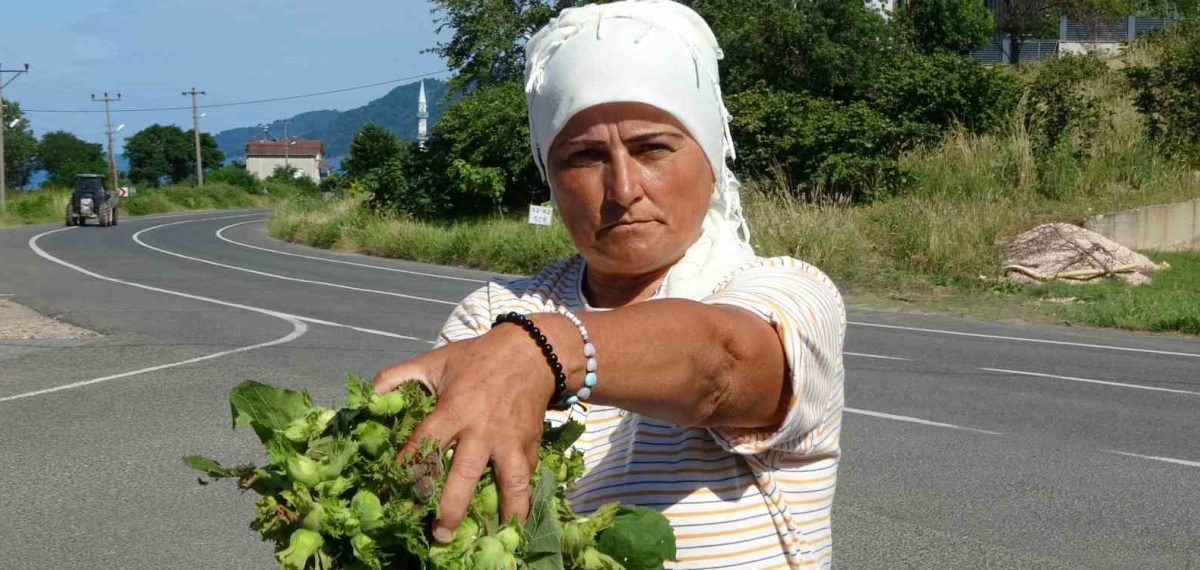 Ordu’da taze fındık tezgahlarda satışa çıktı, kilogramı 200 liradan alıcı buluyor
