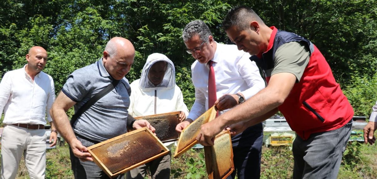 Samsun’da Salıpazarı kestane balı hasadı başladı, üreticiler desteklerle ürünü topladı