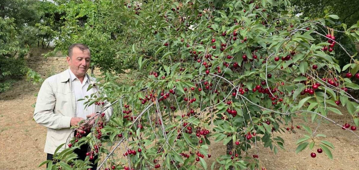 Şaphane’de vişne üreticileri günlük fiyat dalgalanması nedeniyle taban fiyat istiyor