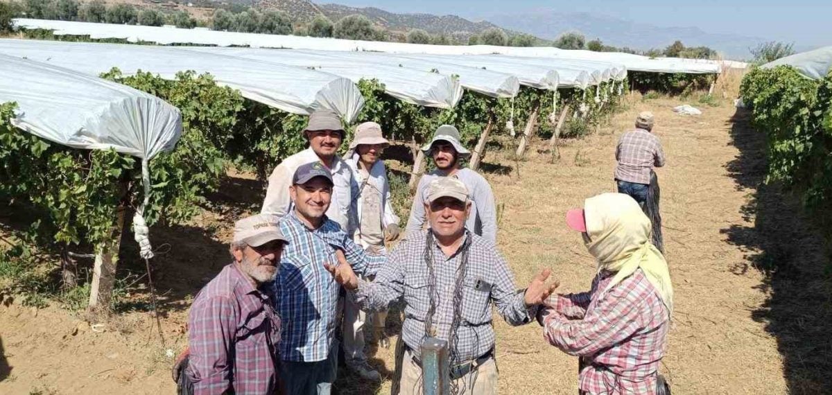 Sarıgöl’de bağlarda beyaz kanaviçe örtü serimi başladı