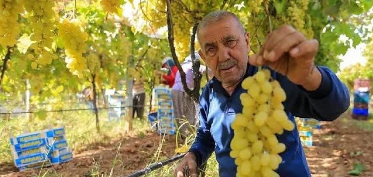 Sarıgöl’de erkenci üzüm hasadı başladı, üreticilere peşin satış uyarısı