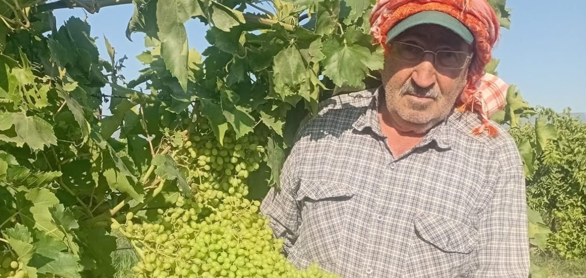 Sarıgöl’de Sultaniye üzümünde hasat öncesi bakım çalışmaları tamamlanıyor