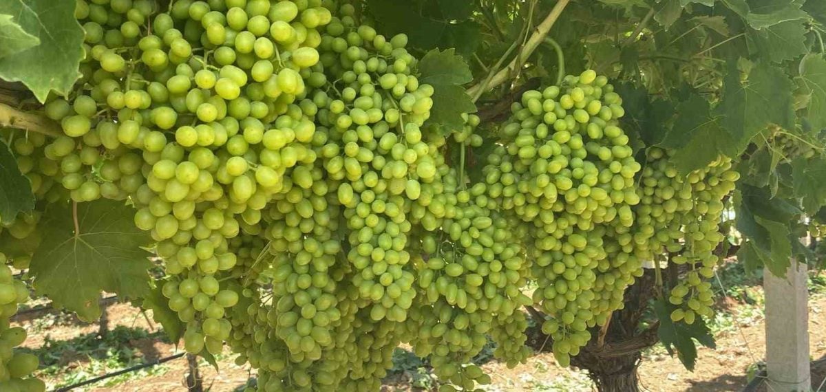Sarıgöl’de Sultaniye üzümünde hasat öncesi son bakım seferberliği
