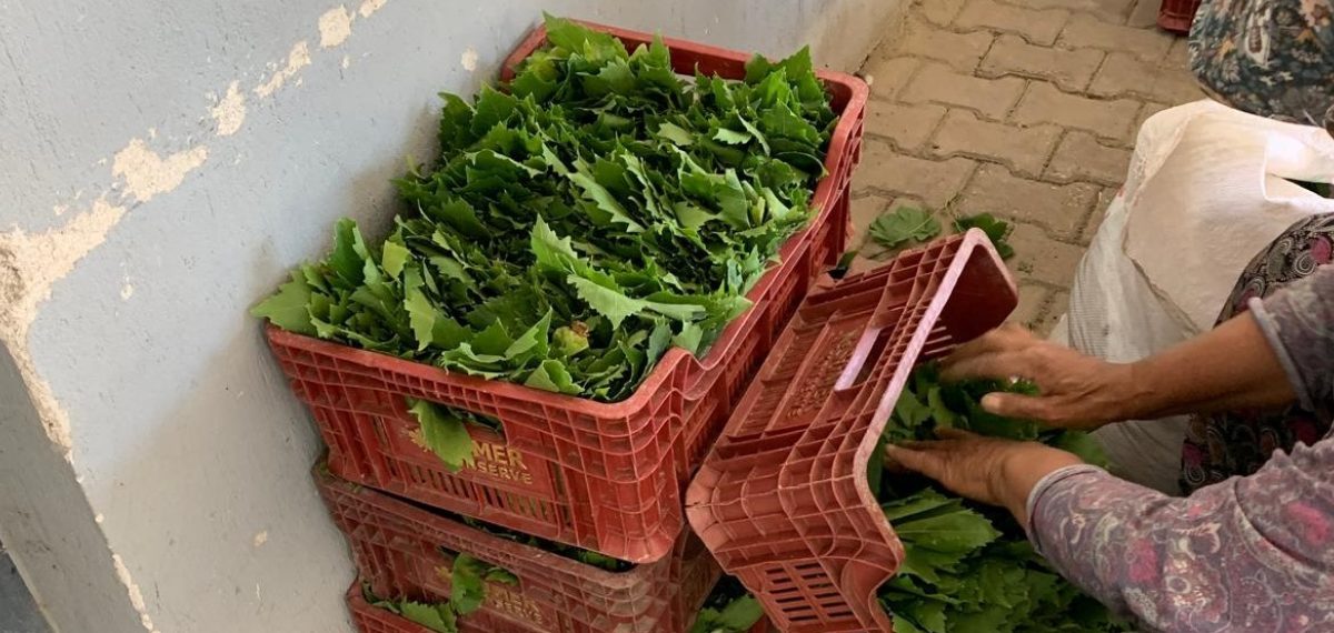 Sarıgöl’de taze bağ yaprağı toplama sezonu başladı, kilogram fiyatı 35-40 lira
