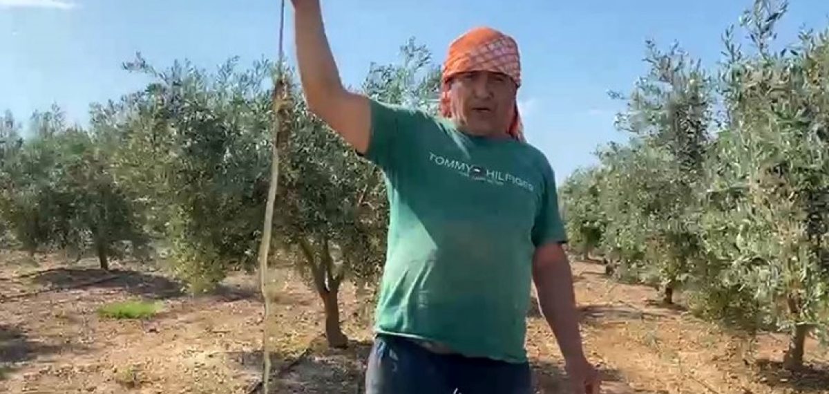 Serik’te koruma altındaki ok yılanını eline alıp ‘öldürdüm’ diyen hurdacıya 22 bin TL ceza
