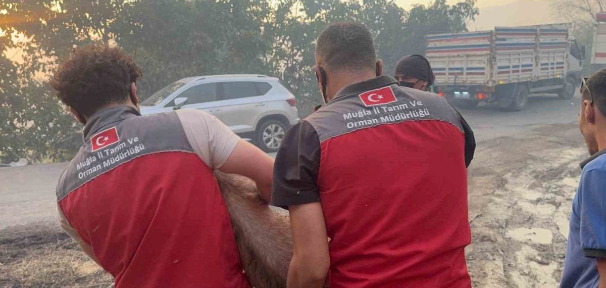 Seydikemer’de orman yangını sürüyor, hayvanlar güvenli bölgelere tahliye edildi