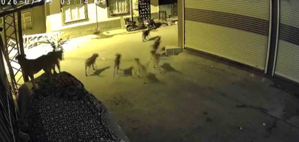 Sokak köpeklerinden kaçan kedi pencere demirlerine tırmandı, mahalle tedirgin