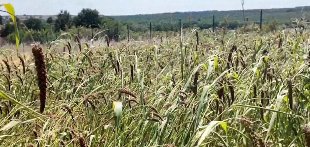 Subaşı’nda ilk kez muhabbet kuşu yemi denemesi başarılı sonuç verdi