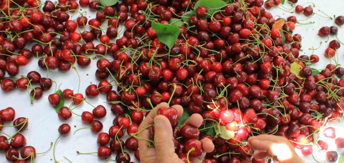 Sultandağı ve Akşehir kirazı rekolte rekoru kırdı, ihracat talebi arttı