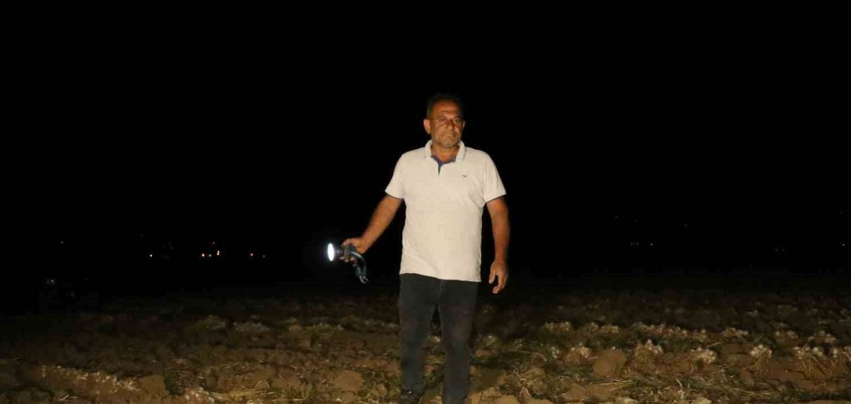Taşköprü sarımsağı için tarlada gecelik nöbet: hırsızlığa karşı 15 günlük bekleyiş