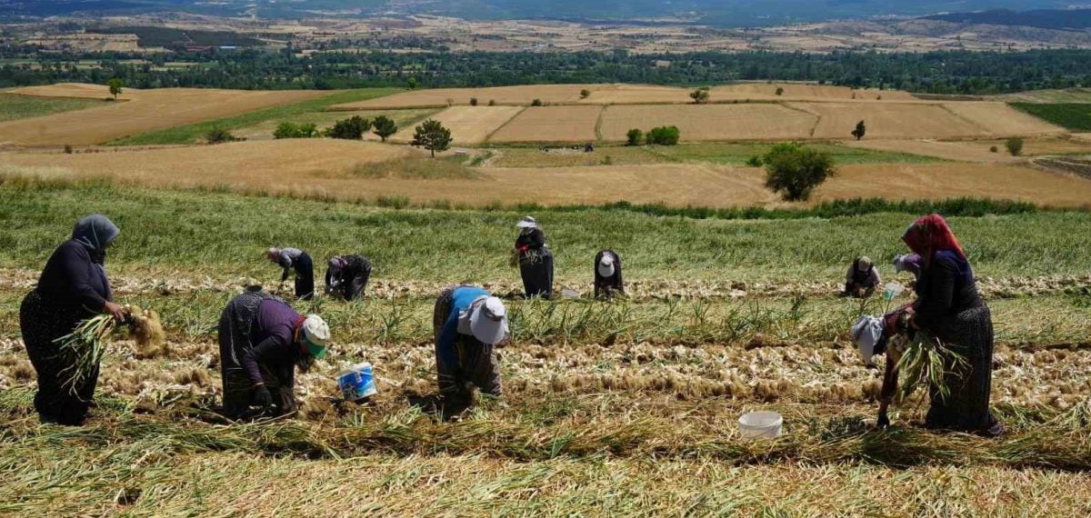 Taşköprü’de kadın işçilerin güneşi altında başlayan sarımsak hasadı aile ekonomisine can veriyor