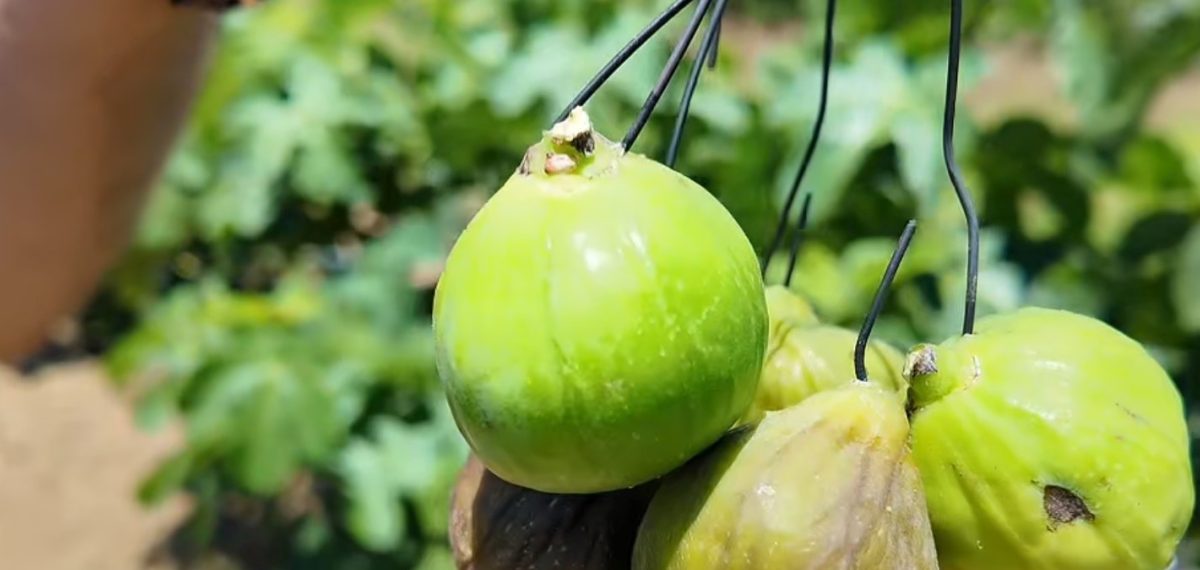 Tekirdağ’da telli terbiye ile yetiştirilen incirde ilk kez ilekleme uygulandı