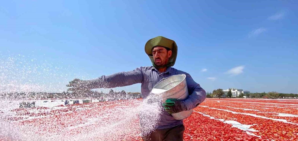 Torbalı’da hasat başladı: Güneşte kurutulan domatesler 170 TL’den ihraç ediliyor