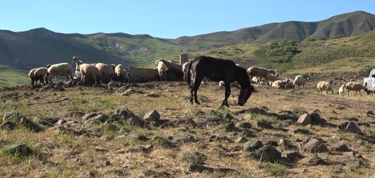 Tunceli Valisi Aygöl: Hel Dağı yaylacılık ücreti hayvan başına 30 TL olarak belirlendi