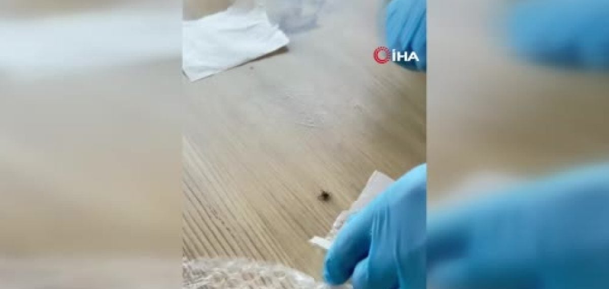 Üniversitede doğal kene kovucu sprey geliştirildi, etki süresi artırılmaya çalışılıyor